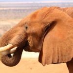 Tsavo East National Park Kenia