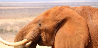 Tsavo East National Park Tsavo East National Park Kenia