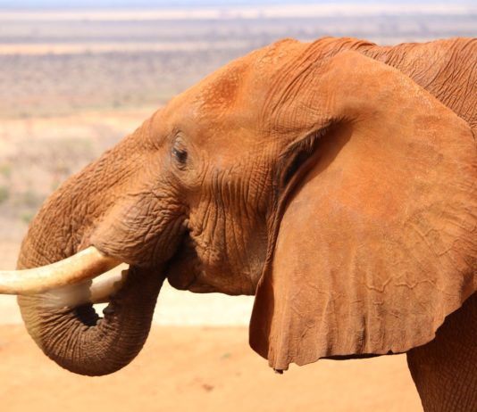 Tsavo East National Park Tsavo East National Park Kenia