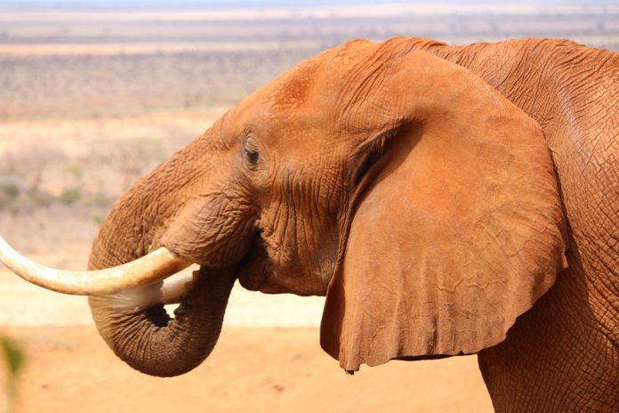 Tsavo East National Park Kenia