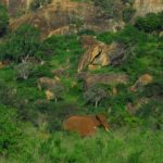 Tsavo West National Park Kenia