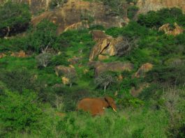Tsavo West National Park Tsavo West National Park Kenia