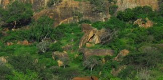 Tsavo West National Park Tsavo West National Park Kenia