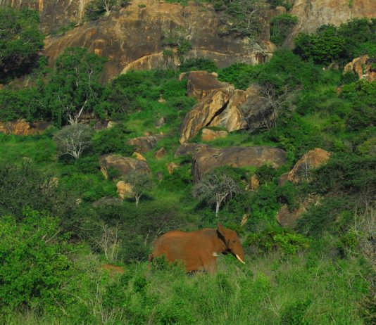 Tsavo West National Park Tsavo West National Park Kenia