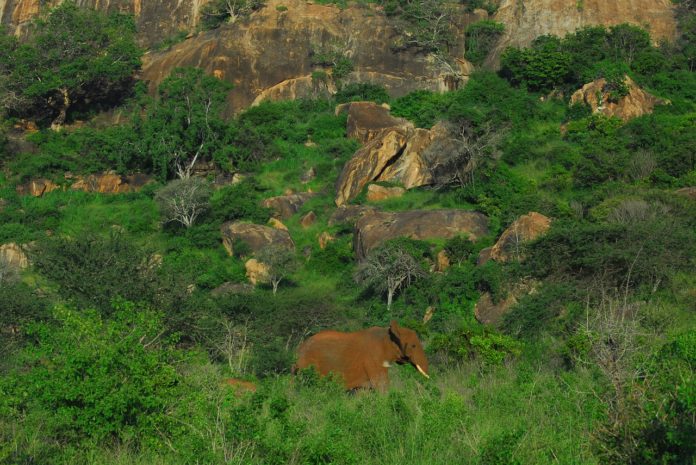 Tsavo West National Park Kenia