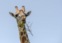 Twee zeldzame dwerggiraffen ontdekt in Namibië en Oeganda Twee zeldzame dwerggiraffen ontdekt in Namibië en Oeganda