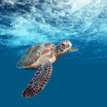 Watamu National Marine Park Kenia