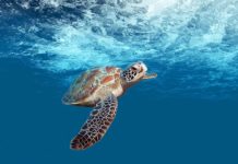 Watamu National Marine Park Watamu National Marine Park Kenia