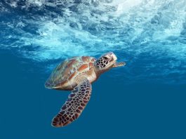 Watamu National Marine Park Watamu National Marine Park Kenia