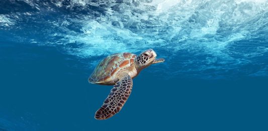 Watamu National Marine Park Watamu National Marine Park Kenia