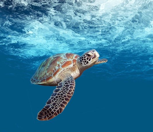 Watamu National Marine Park Watamu National Marine Park Kenia