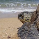 Watamu National Marine Park schildpad