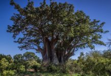 Slingeren door de baobab bomen bij Accrobaobab Accrobaobab Senegal