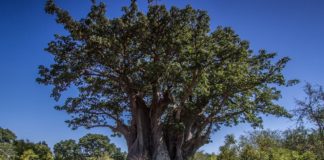 Slingeren door de baobab bomen bij Accrobaobab Accrobaobab Senegal