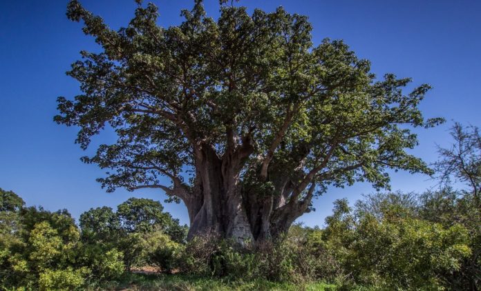 Accrobaobab Senegal