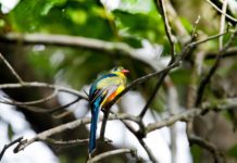 Arabuko Sokoke National Park Arabuko Sokoke National Park Trogon