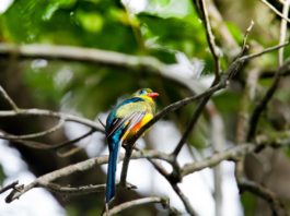 Arabuko Sokoke National Park Arabuko Sokoke National Park Trogon
