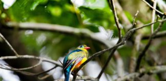 Arabuko Sokoke National Park Arabuko Sokoke National Park Trogon