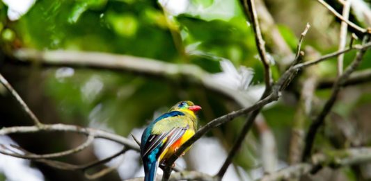 Arabuko Sokoke National Park Arabuko Sokoke National Park Trogon