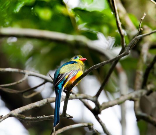 Arabuko Sokoke National Park Arabuko Sokoke National Park Trogon