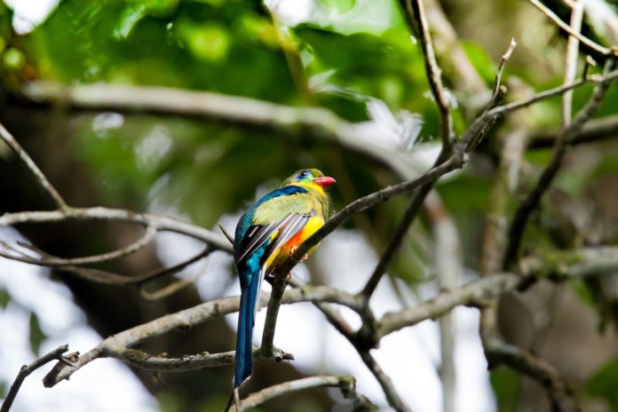 Arabuko Sokoke National Park Trogon