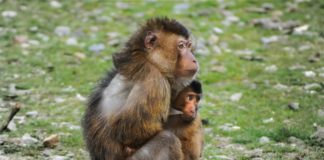 Ifrane National Park, de tuin van Eden Ifrane National Park