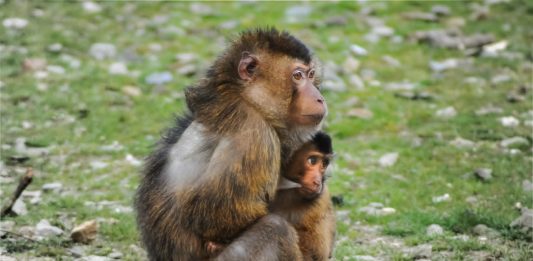 Ifrane National Park, de tuin van Eden Ifrane National Park
