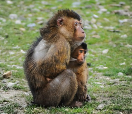 Ifrane National Park, de tuin van Eden Ifrane National Park
