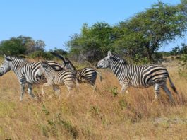 Kazuma Pan National Park Kazuma Pan National Park Zimbabwe
