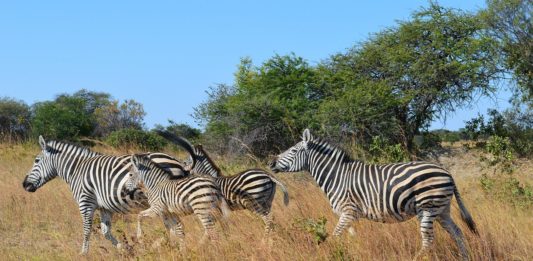 Kazuma Pan National Park Kazuma Pan National Park Zimbabwe