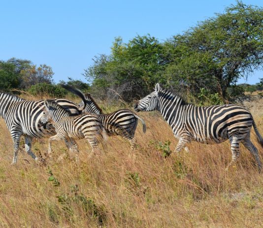 Kazuma Pan National Park Kazuma Pan National Park Zimbabwe