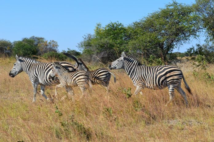 Kazuma Pan National Park Zimbabwe