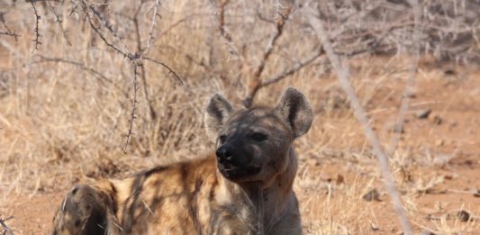Kora National Park Kora National Park hyena