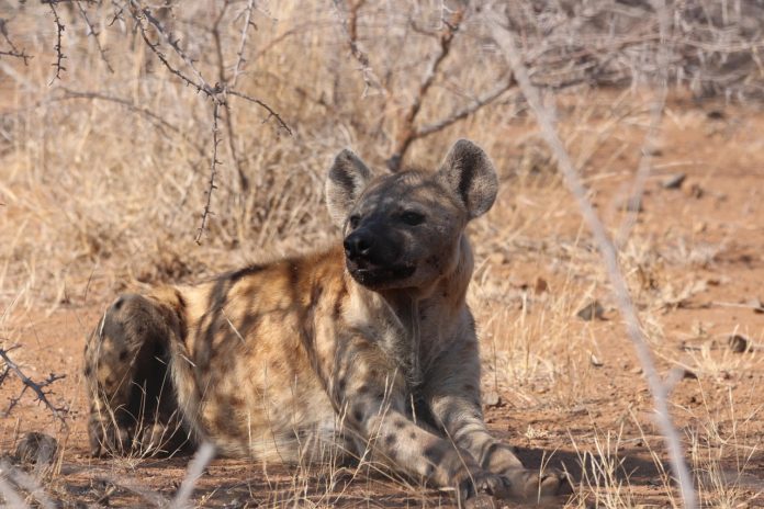 Kora National Park hyena