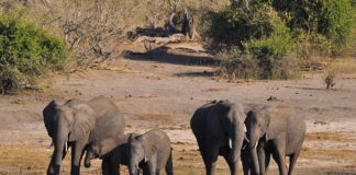 Liparamba Game Reserve Liparamba Game Reserve Tanzania