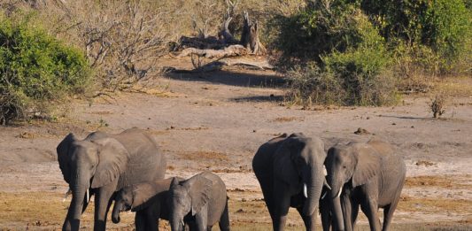 Liparamba Game Reserve Liparamba Game Reserve Tanzania
