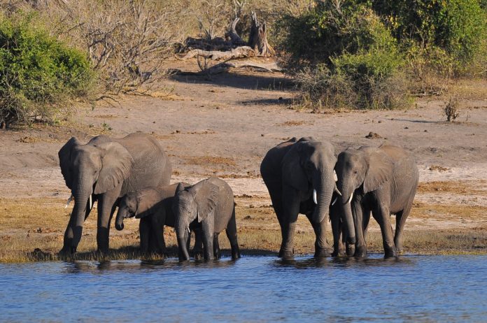 Liparamba Game Reserve Tanzania