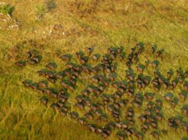 Moyowosi Game Reserve Moyowosi Game Reserve tanzania