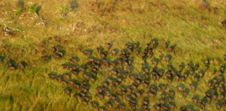 Moyowosi Game Reserve Moyowosi Game Reserve tanzania