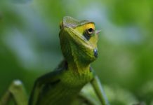 Nieuwe kameleonsoort is zo klein dat hij op je vingertop past Nieuwe kameleonsoort is zo klein dat hij op je vingertop past