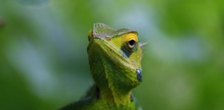 Nieuwe kameleonsoort is zo klein dat hij op je vingertop past Nieuwe kameleonsoort is zo klein dat hij op je vingertop past