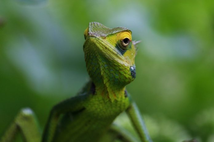 Nieuwe kameleonsoort is zo klein dat hij op je vingertop past