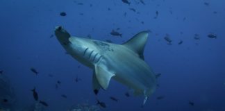 Ras Mohammed National Park Ras Mohammed National Park