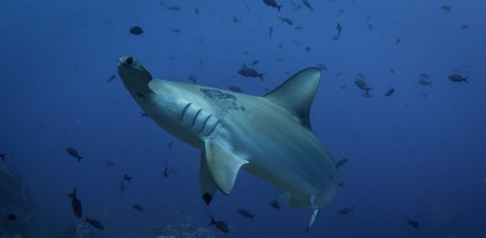 Ras Mohammed National Park Ras Mohammed National Park