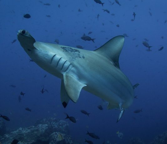 Ras Mohammed National Park Ras Mohammed National Park
