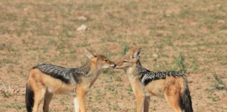 Reserve de Faune du Ferlo Nord en Sud Reserve de Faune du Ferlo Nord and Sud