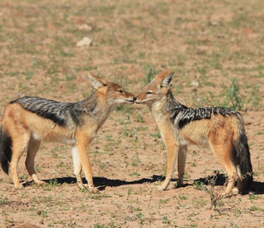 Reserve de Faune du Ferlo Nord en Sud Reserve de Faune du Ferlo Nord and Sud