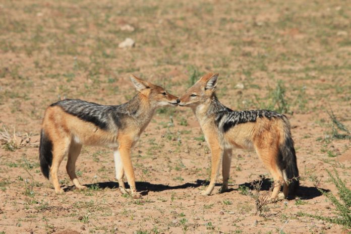 Reserve de Faune du Ferlo Nord and Sud