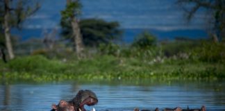 Ruvubu National Park Ruvubu National Park Burundi