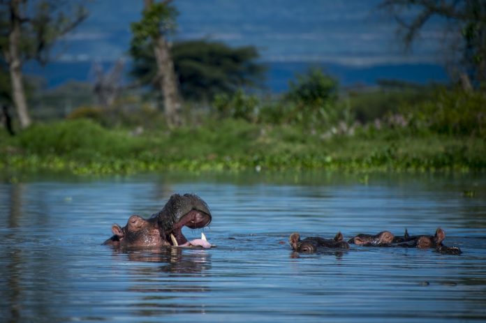 Ruvubu National Park Burundi